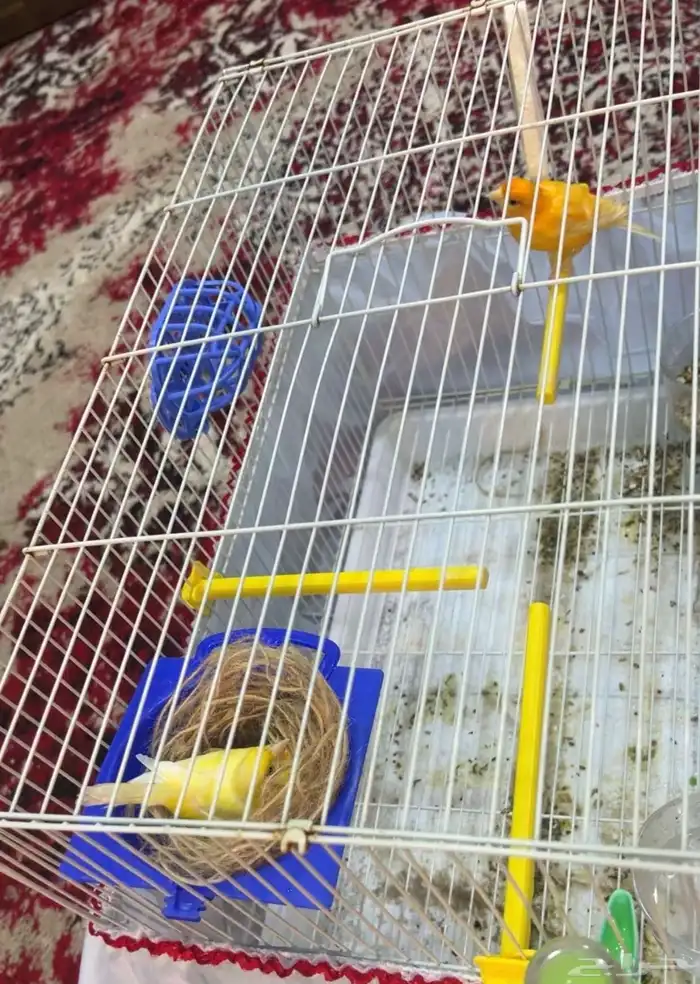 زوج كناري منتج وتغريد 0