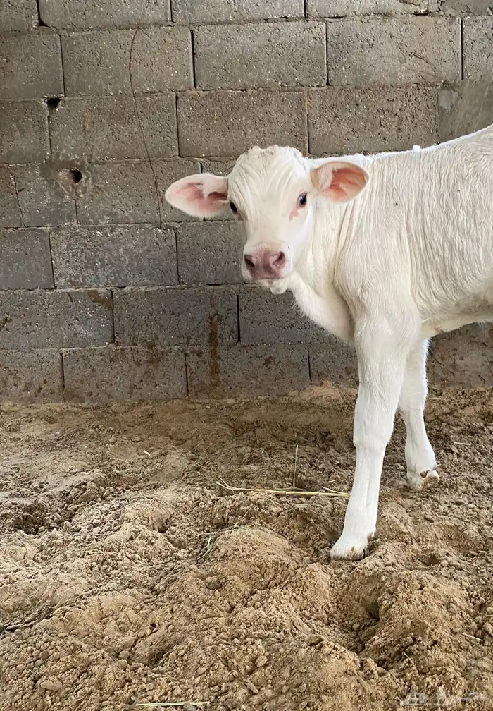 ثور ألماني أبيض صنف سويس براون منتج بالأحساء 3