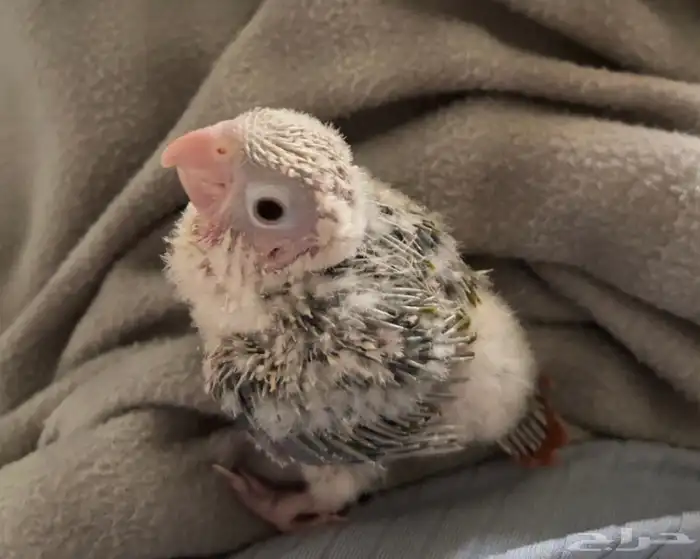 فرخ كنيور رد فاكتور 1