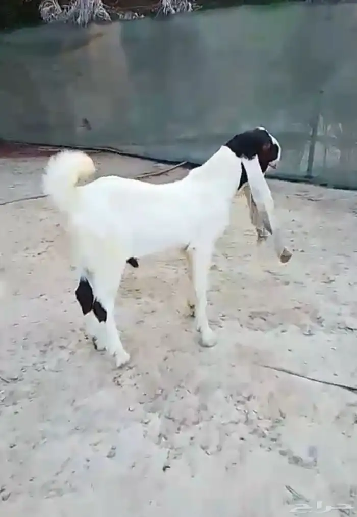 للبيع تيس فاخر من الاخر 3