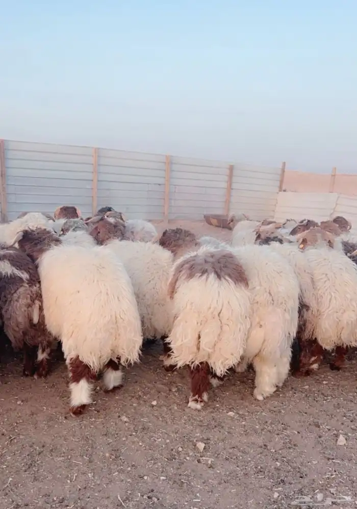 خروف نعيمي شحم فل مع الذبح والتوصيل 2