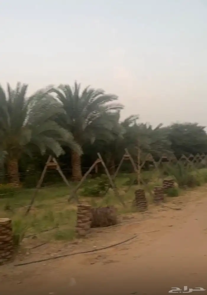 مزرعه للايجار او الاستثمار 8