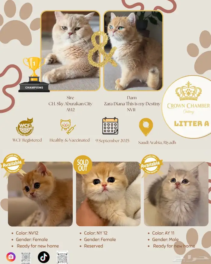 كتن British Shorthair AY12 من خط فاخر برتش 5