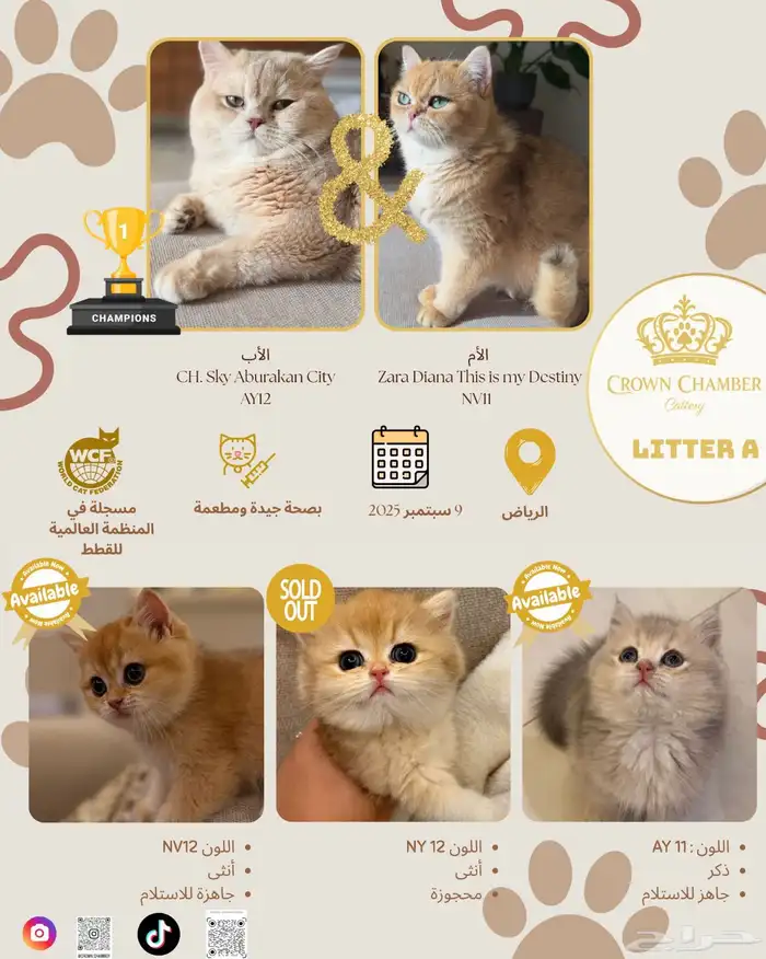 كتن British Shorthair AY12 من خط فاخر برتش 6