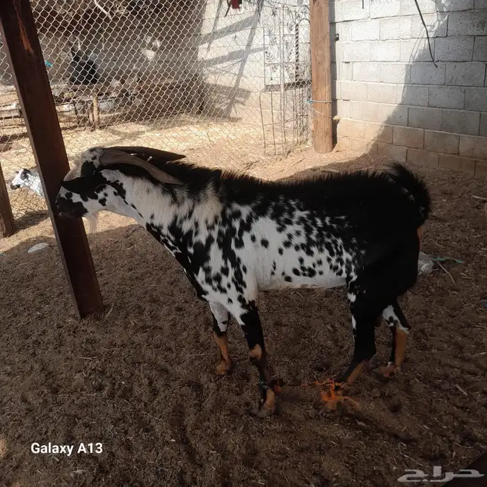 تيس فحل بيشي امرخ 1