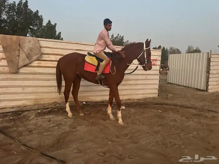 حصان انجليزي مع اوراقه 1