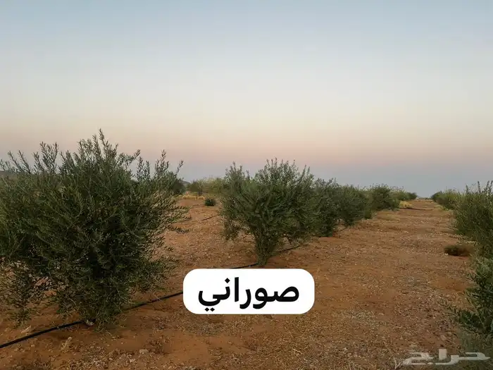 شجر زيتون مثمر 2