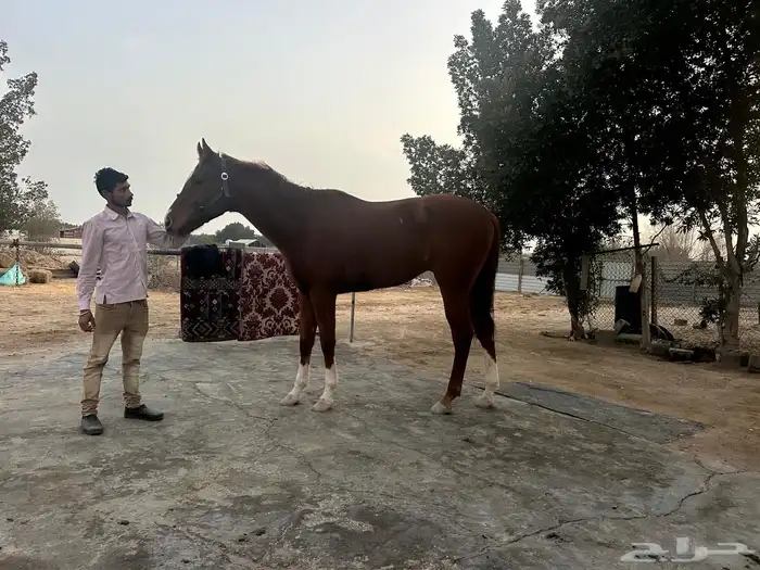 حصان انجليزي مع اوراقه 2