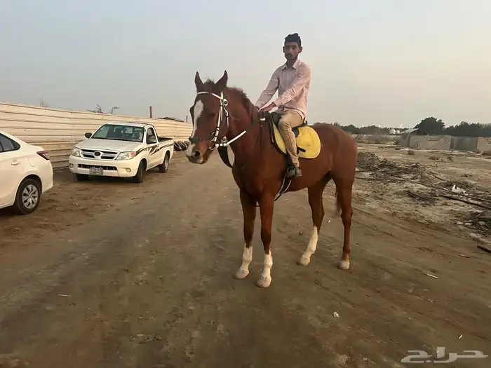 حصان انجليزي مع اوراقه 0