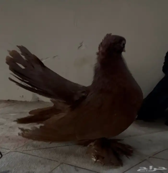 زوج جاوه رقاص اسود من حامل رديوس وحمراء 4