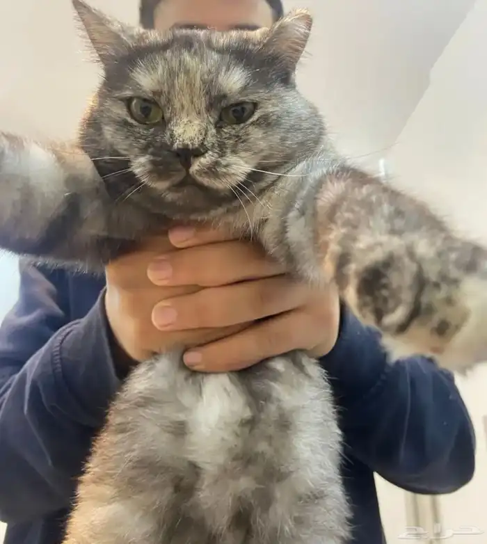 قطة انثى للتبني 1