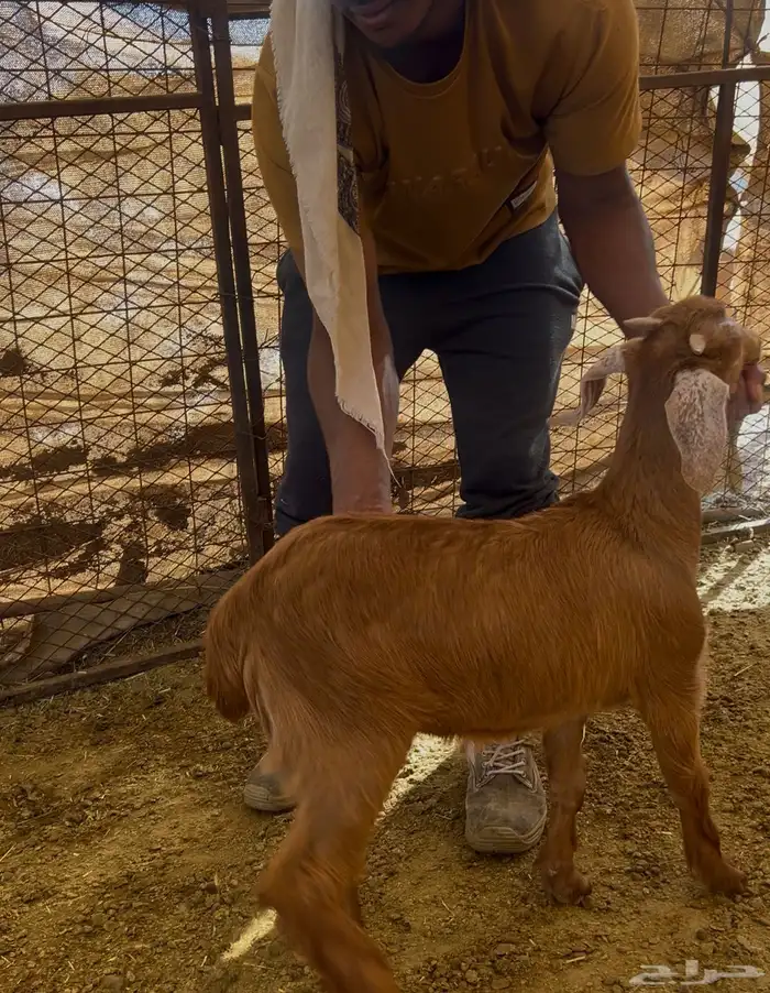 تيس محايلي لباني 4