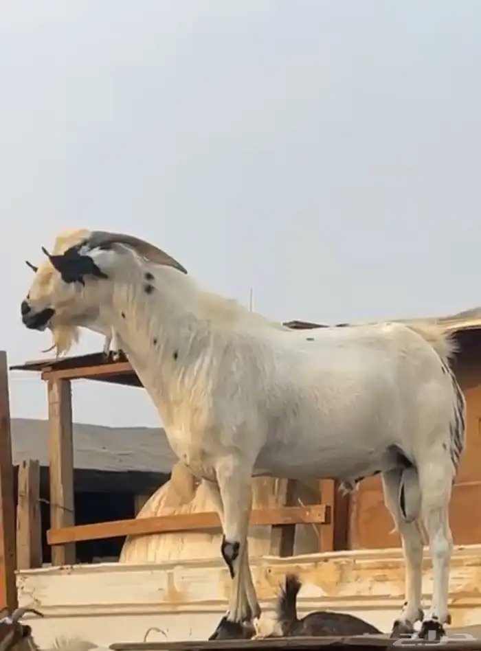 فحل بيشي حار جدا 0