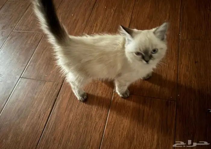 قط همالايا 1