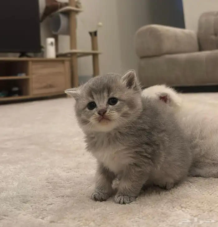 كيتن للبيع 0