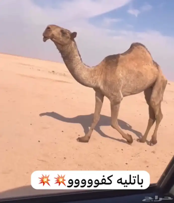 للبيع البكار طيبه بداوه 0