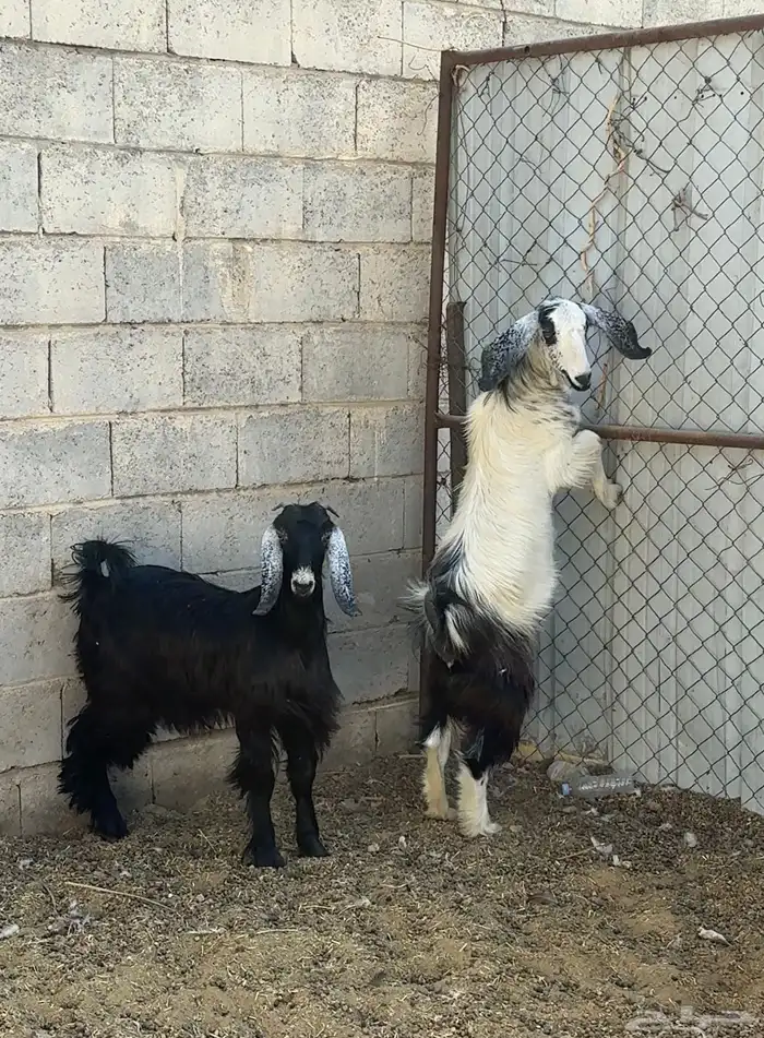 عنقان بلديات ( تصلح ذبح ولاحميسة ولا مقنوي ) 0