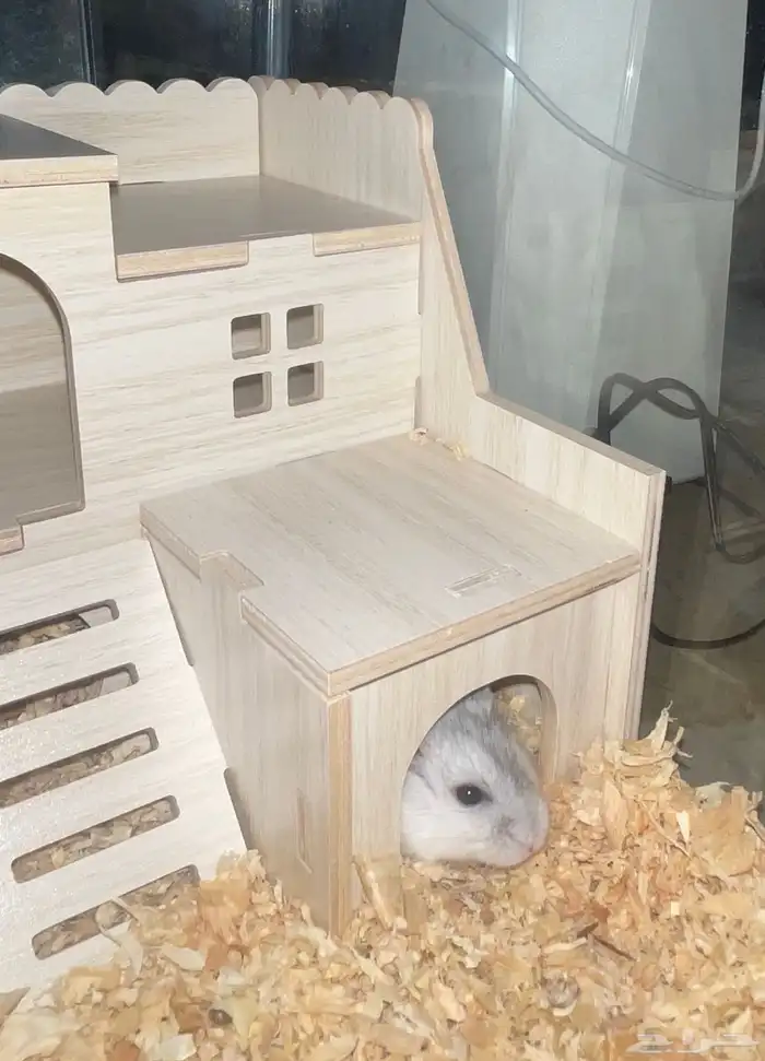 هامستر ونتر وايت (الدبدوب) 1