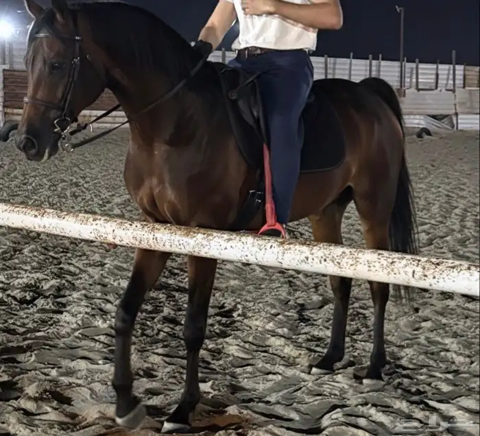 مطلوب حصان 3