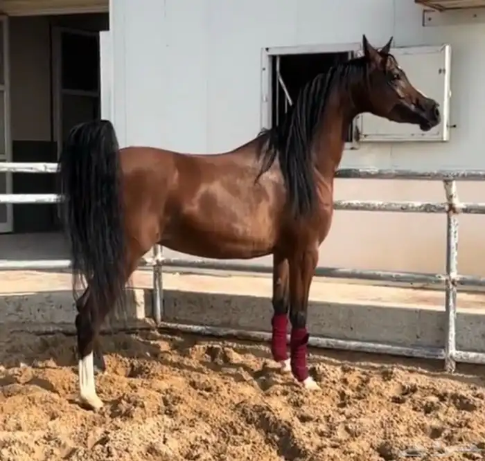 مطلوب حصان 1