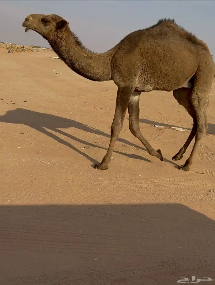 عشرا صفرا حدرها قعود 5