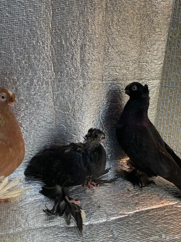 زوج حمام أوزبك بفرخه وبيض مستوى ممتاز 0