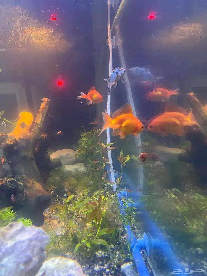 4 سمكات قولد فيش للبيع 0