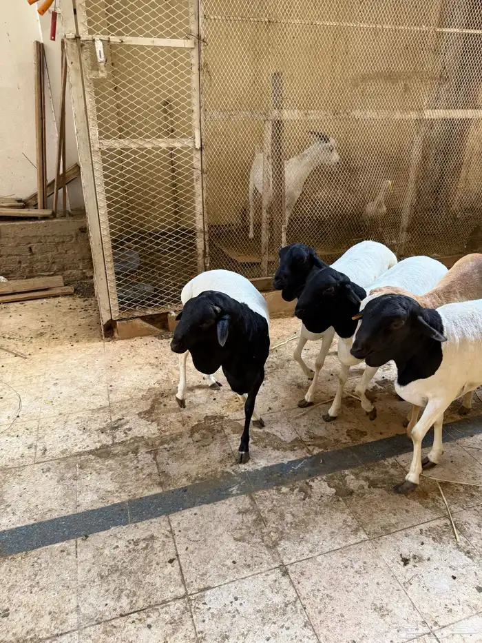 غنم بربري مربع 7