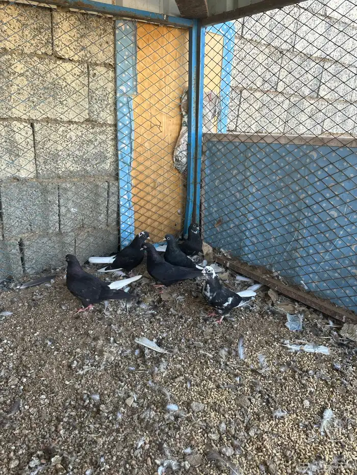 طبات قطايف 6