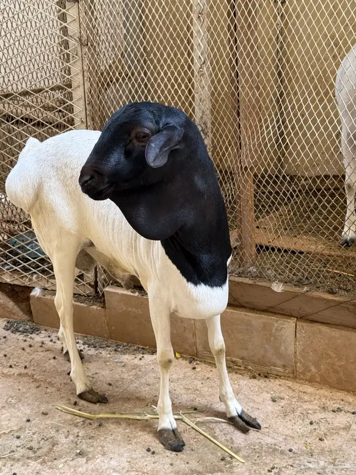 غنم بربري مربع 0