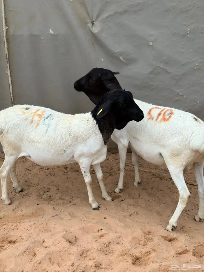 برابر ثنيان العدد اثنين 1