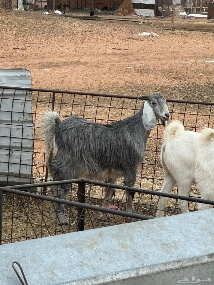 جفرات مقاني ولا ذبح طيبات 4