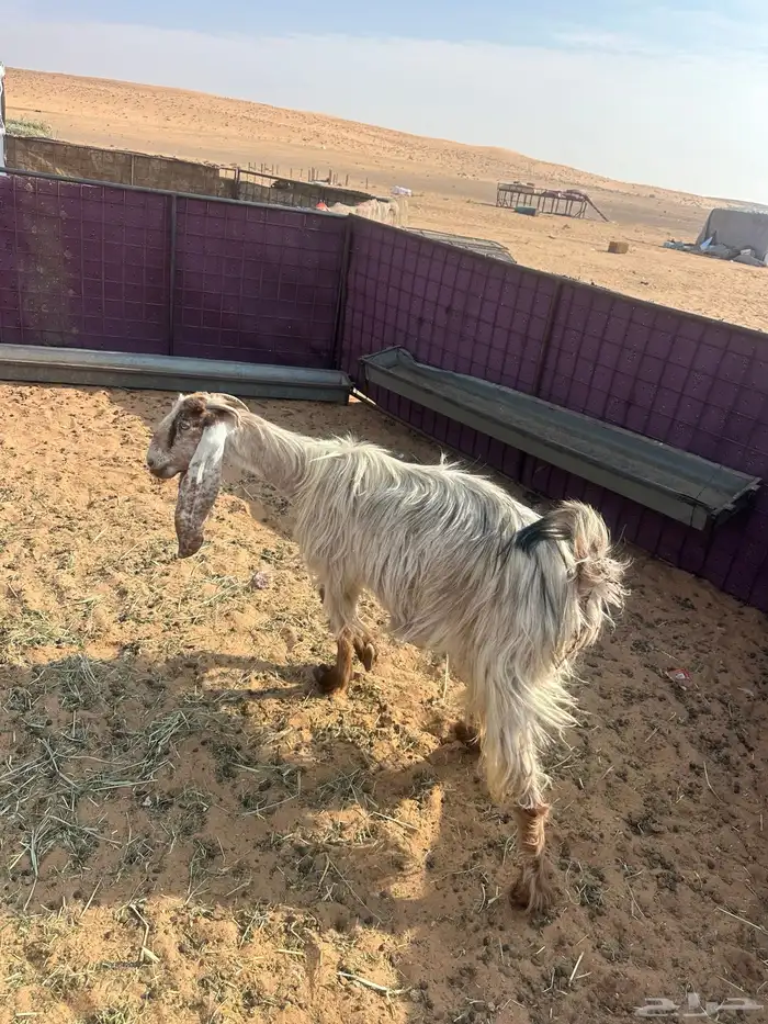 معزا مواليد للبيع 22