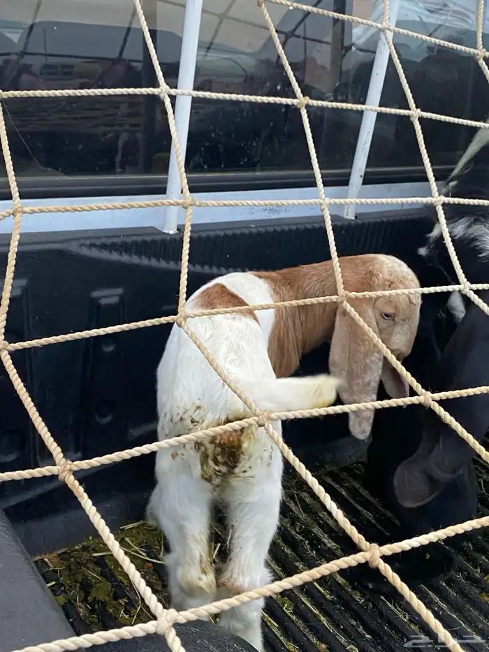 للبيع عنز ولد معها 2 1