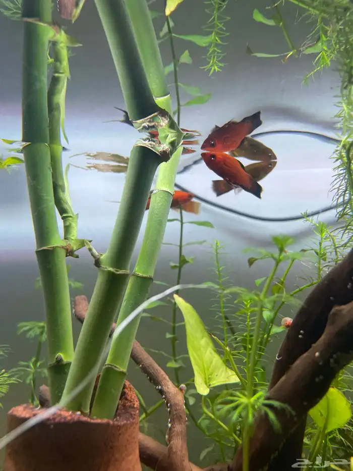 حوض سمك وحلزون ونباتات مائيه 5