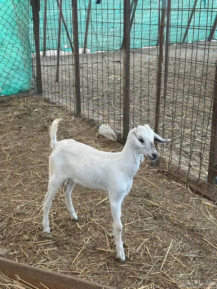 جفرة بيشية تربية أو ثلاجة 0