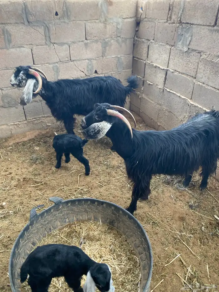 معزاء مواليد 2