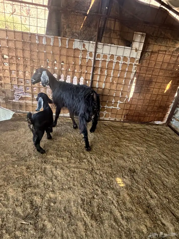 عنز والد معها جفره 2