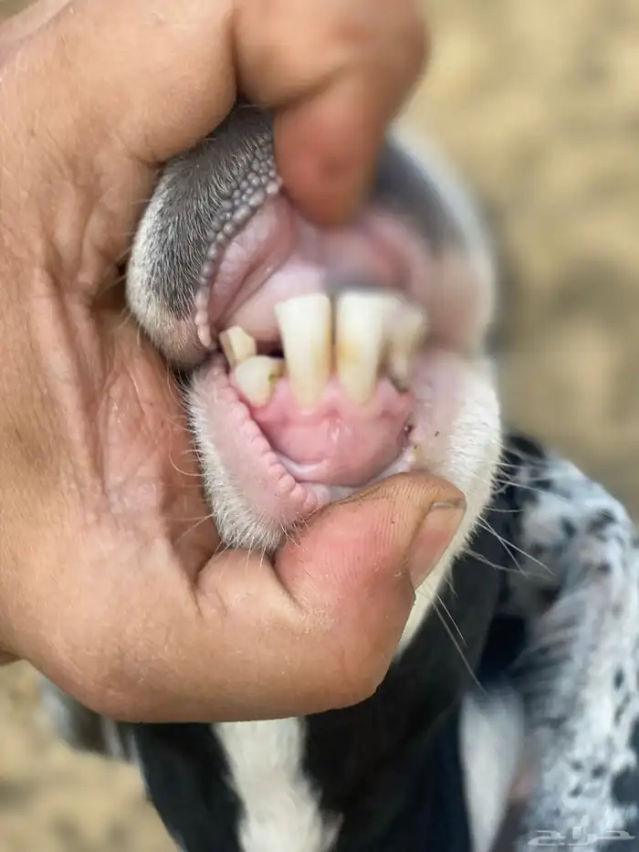 للبيع عنز مشروكه 7