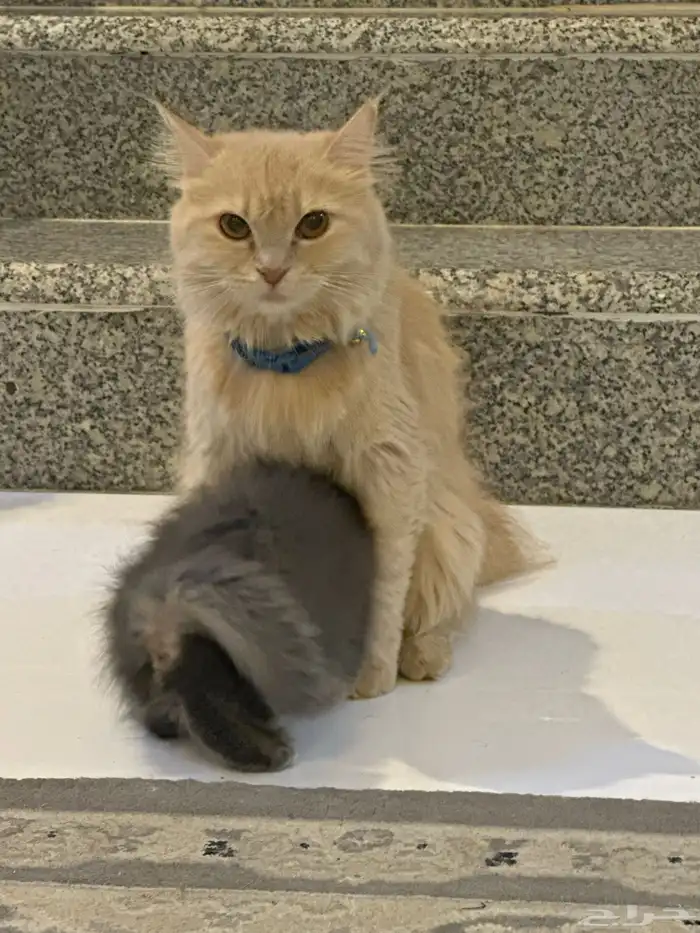 قطة واطفالها تبني 2