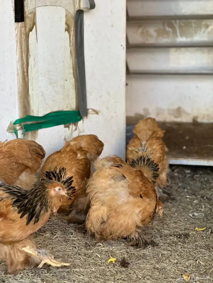 صوص براهما 8