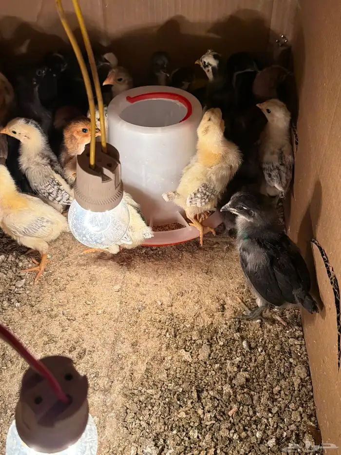 فروخ دجاج العمر شهر تقريبا حساوي وفيومي 0