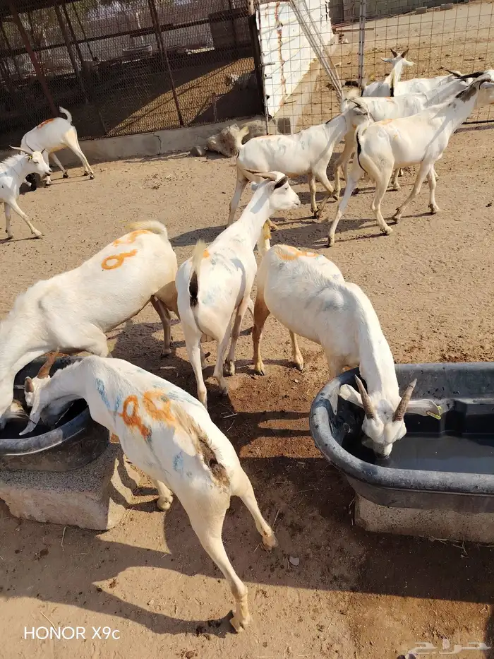 تيوس صومالية جملة وتفريد بأسعار طيبة 5