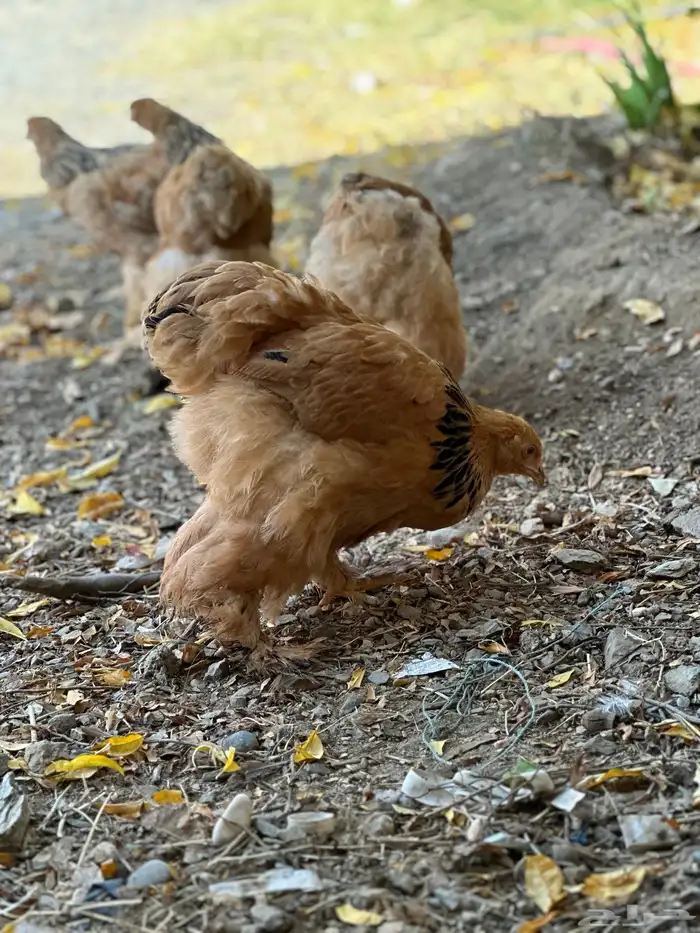 صوص براهما 29