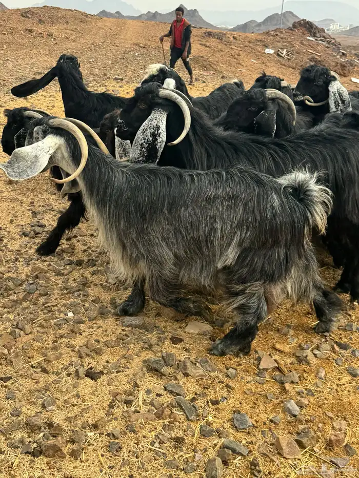 معزا عوارض 1