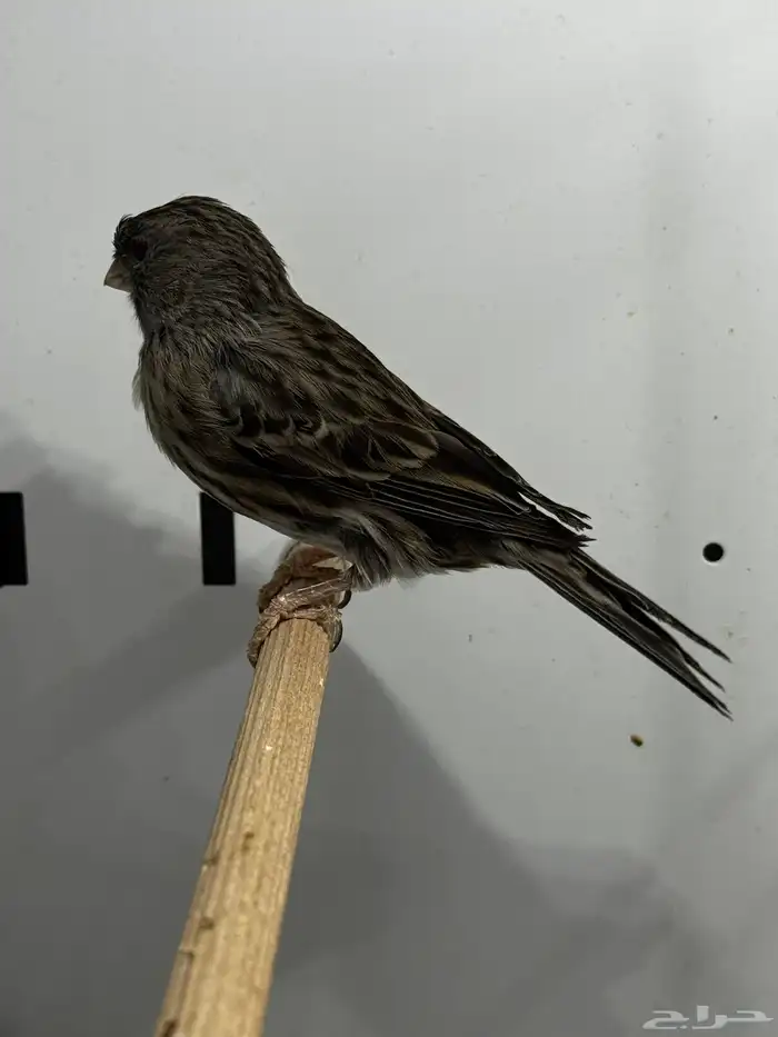 للبيع انثى اوربي جاهزه 1