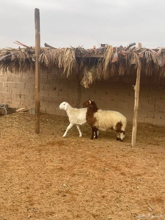 خرفان ذبايح طيبه . 4