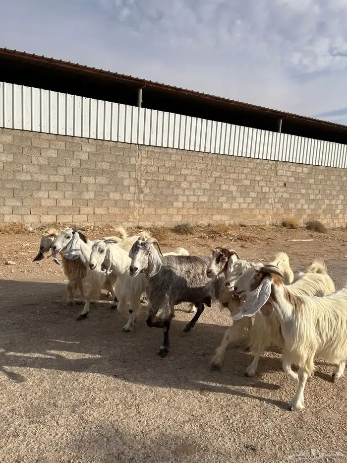 معزا بيض مشاريك مصريه جروم فاخره طيبه دفيع مضاريع سونار 3