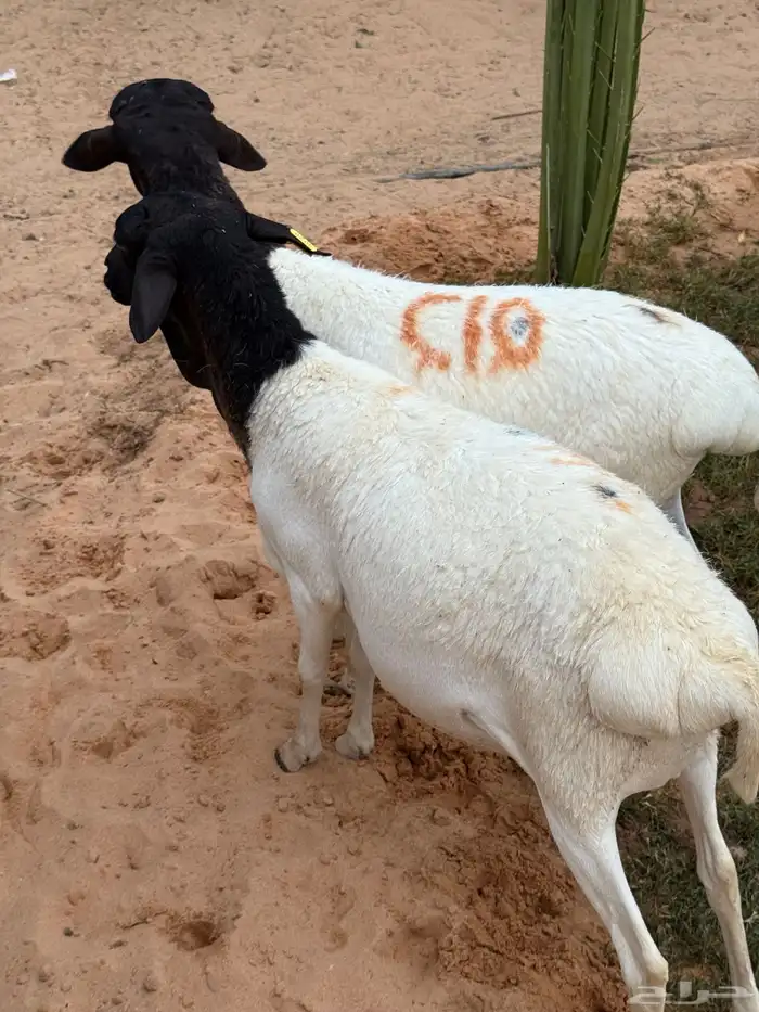 برابر ثنيان العدد اثنين 2