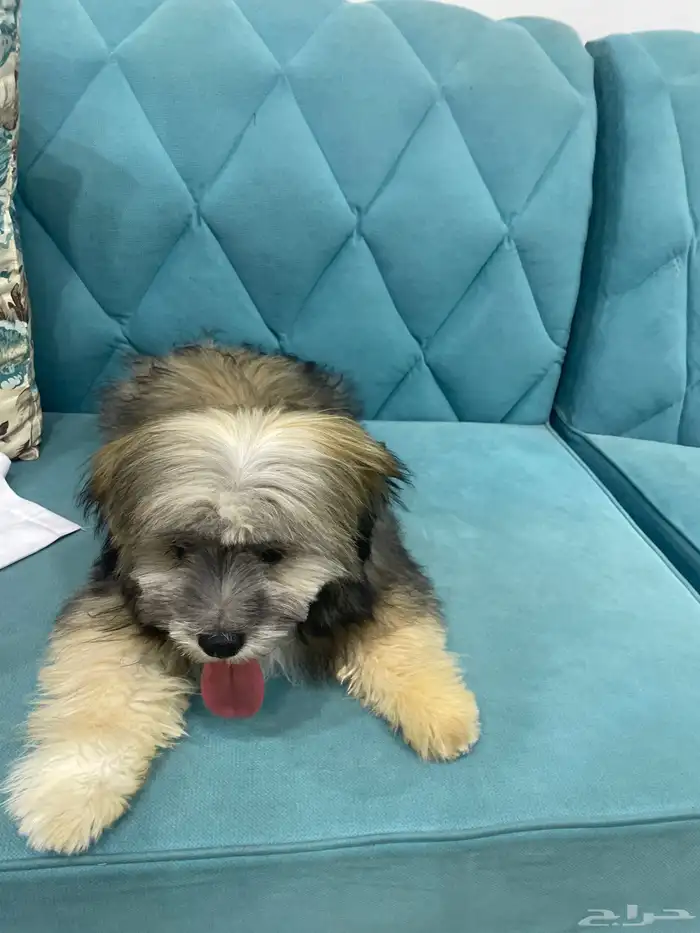 كلب قوتشي 9شهور ذكر للبيع 1